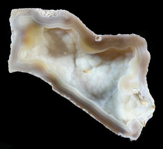 Agatized Fossil Coral Geode - Florida #51184